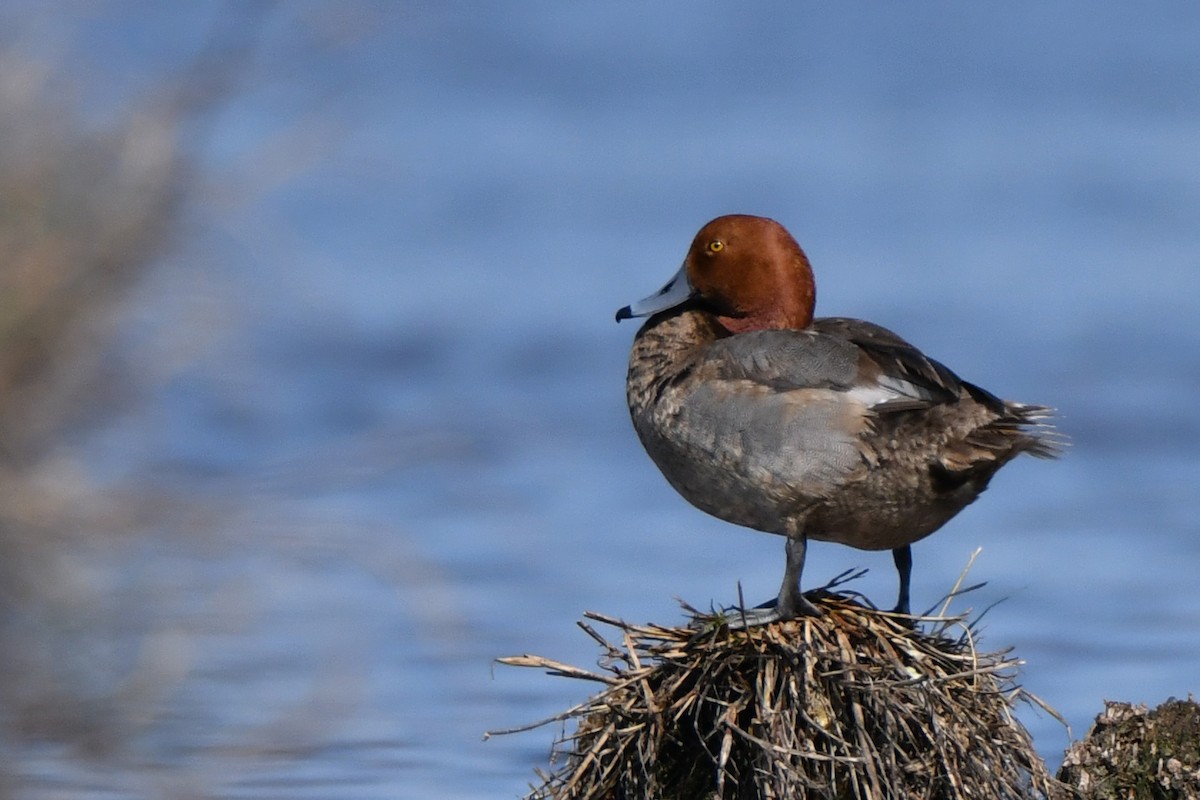 Redhead - Etienne Pracht