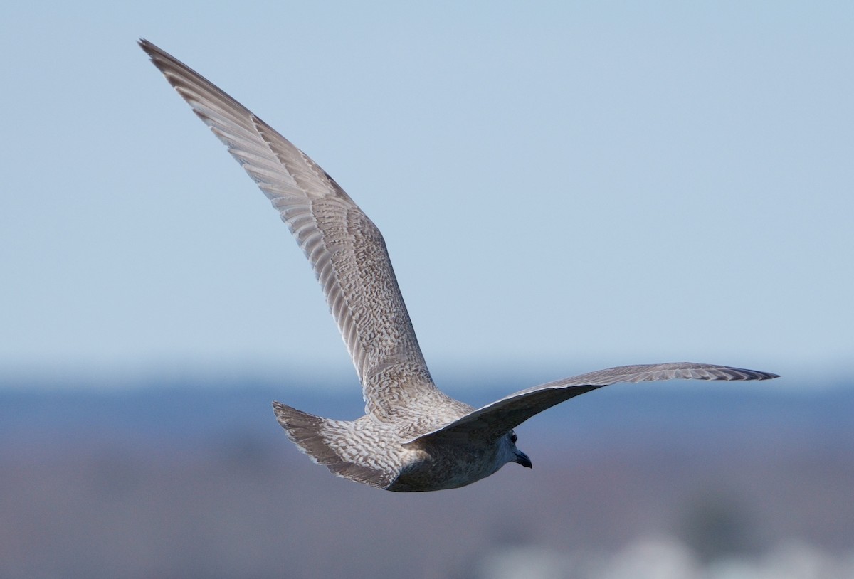 Iceland Gull - Bill Thompson