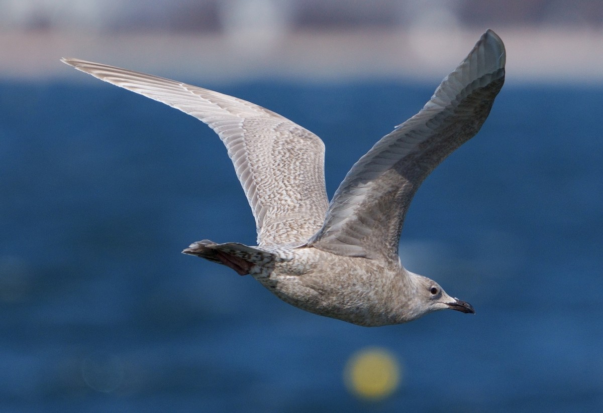 Gaviota Groenlandesa - ML543079711