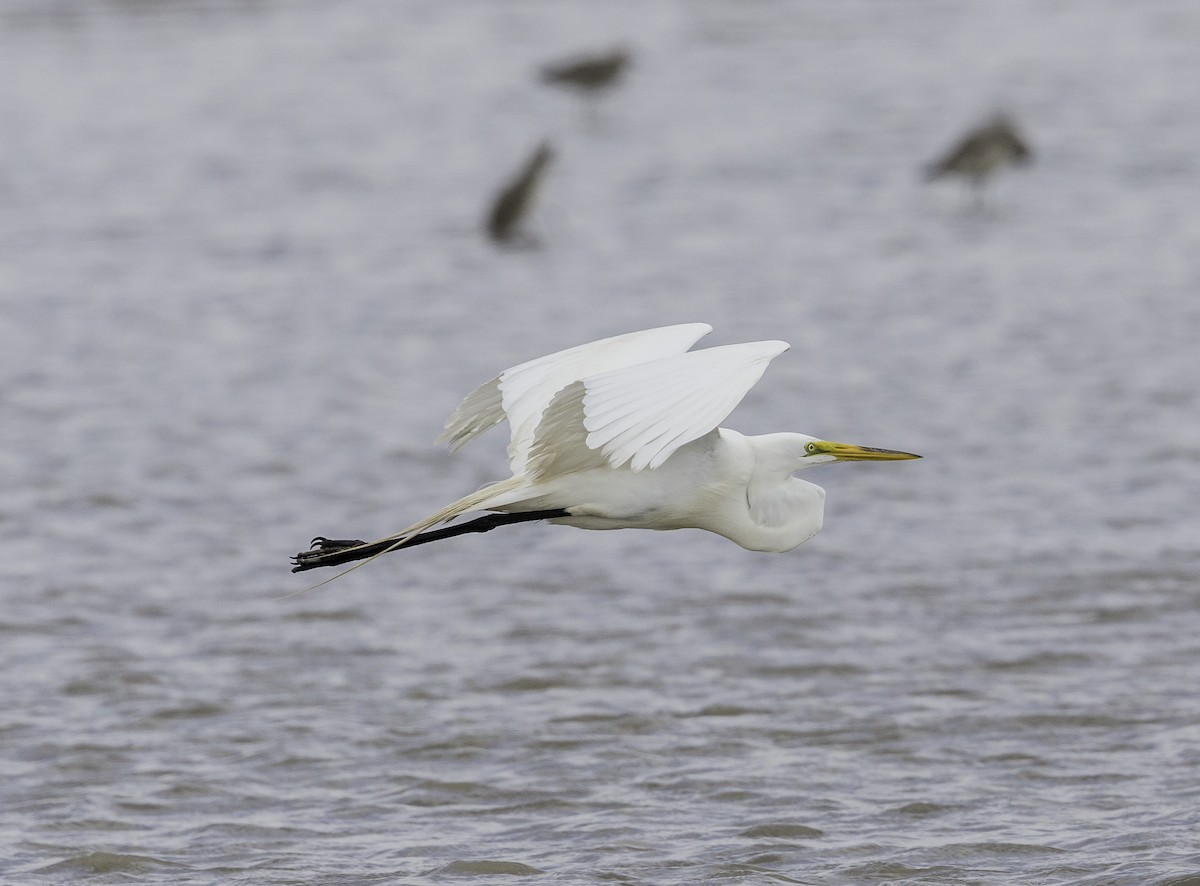 Great Egret - ML54308001