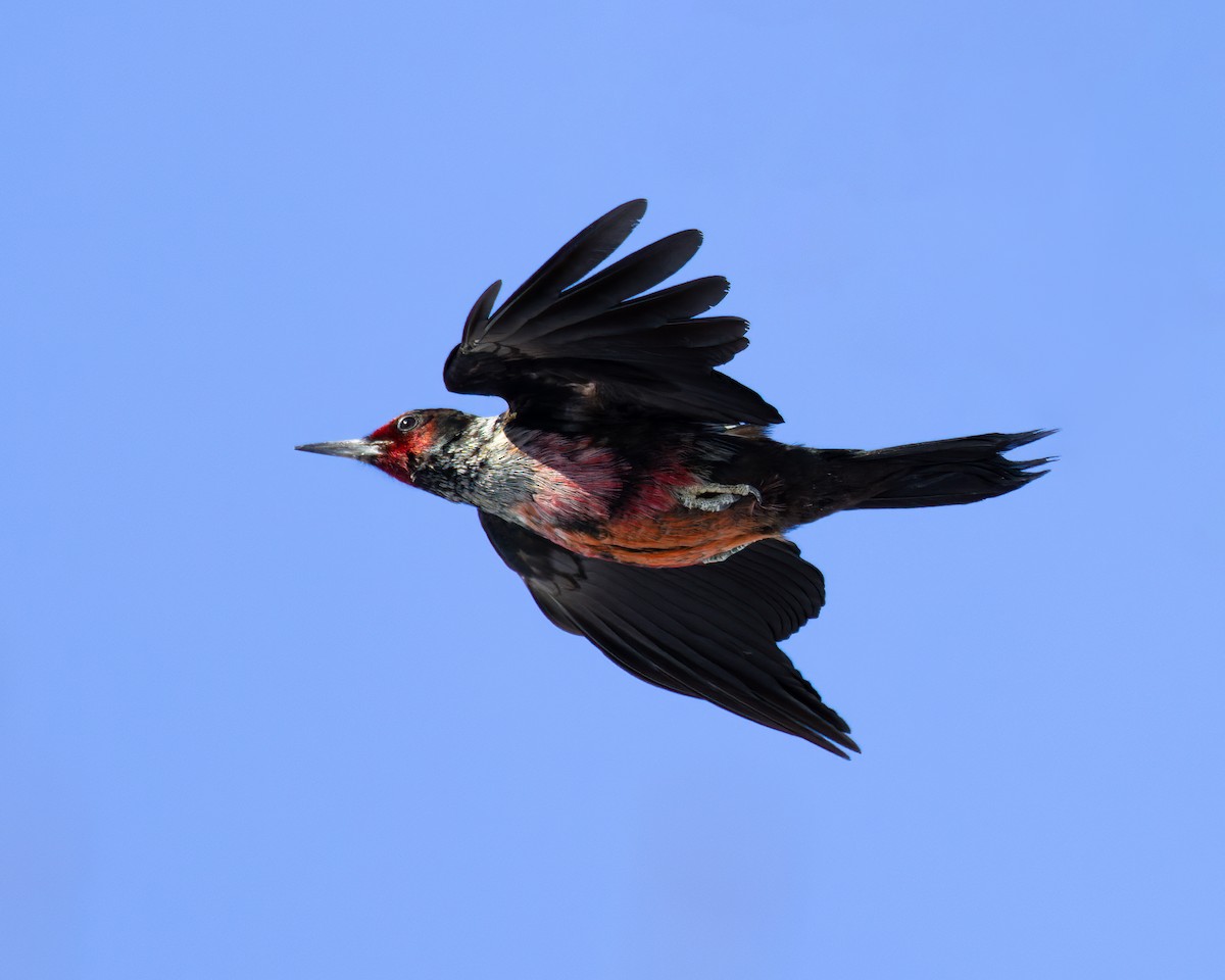 Lewis's Woodpecker - ML543081081