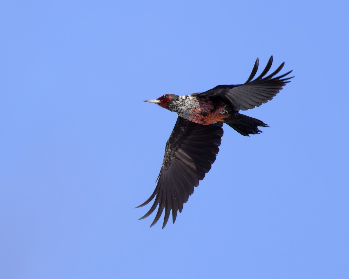 Lewis's Woodpecker - Allanah Vokes