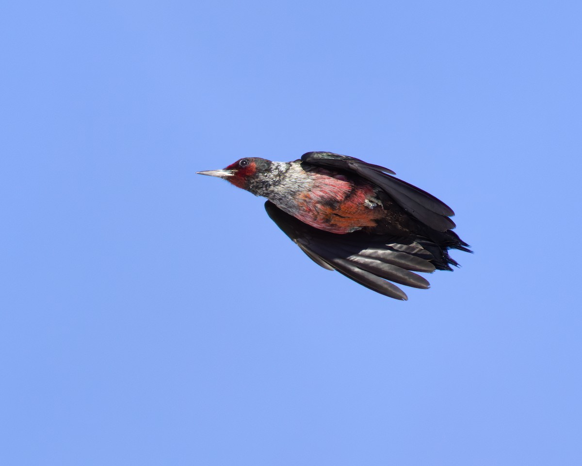 Lewis's Woodpecker - ML543081301