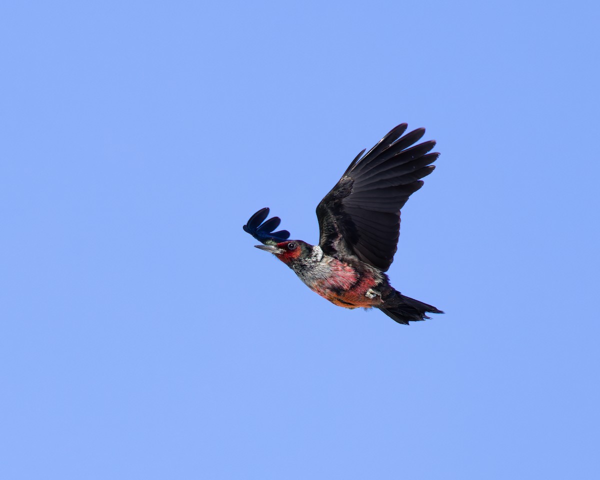 Lewis's Woodpecker - ML543081311