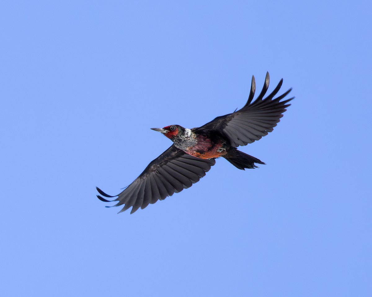 Lewis's Woodpecker - ML543081331