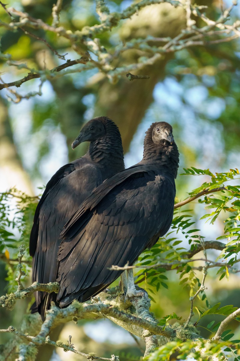 Black Vulture - Julian Ventres