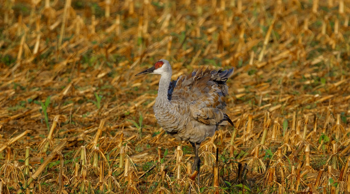 Sandhill Crane - ML543083461