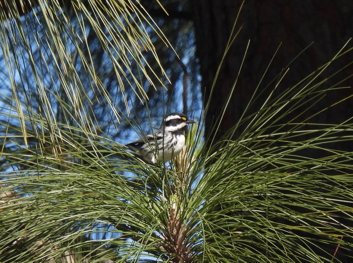 Black-throated Gray Warbler - ML543084261