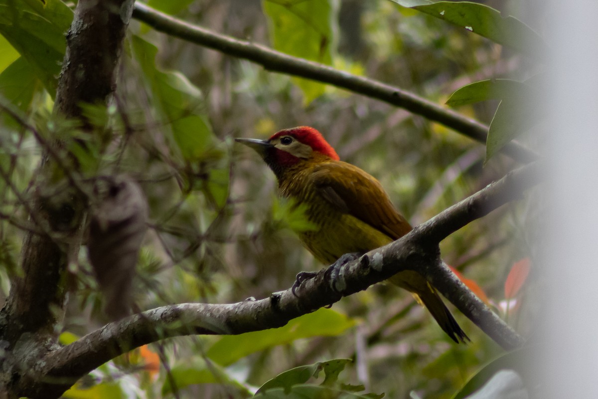 Golden-olive Woodpecker - ML543085861