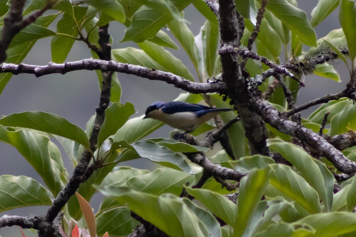 Fawn-breasted Tanager - ML543085901