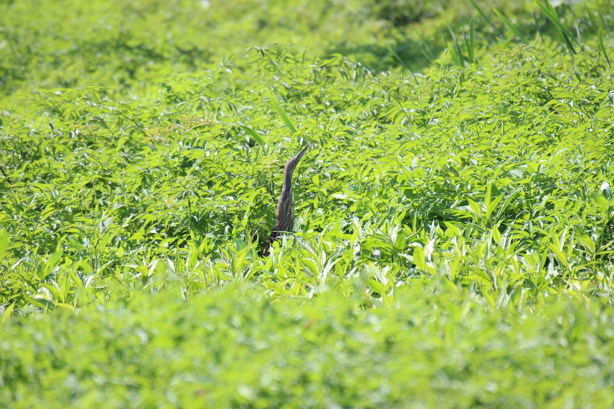 American Bittern - ML543086191