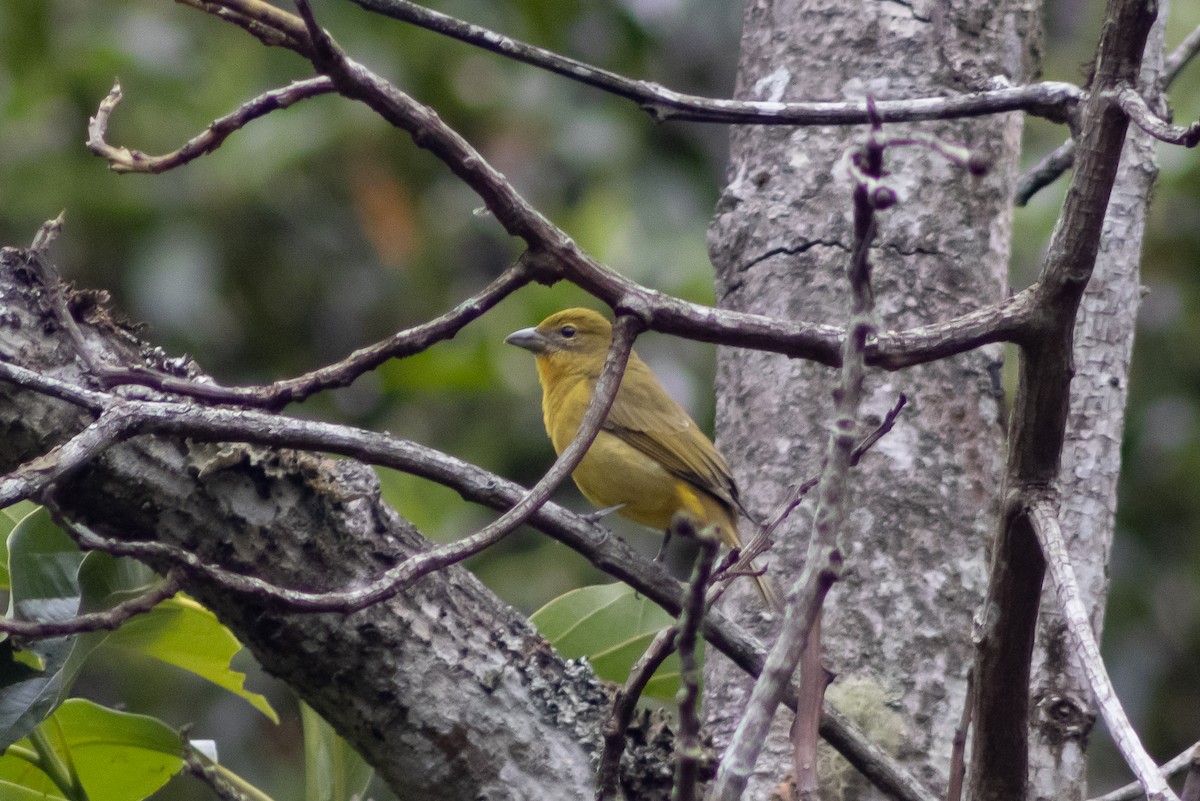 Hepatic Tanager - ML543086271