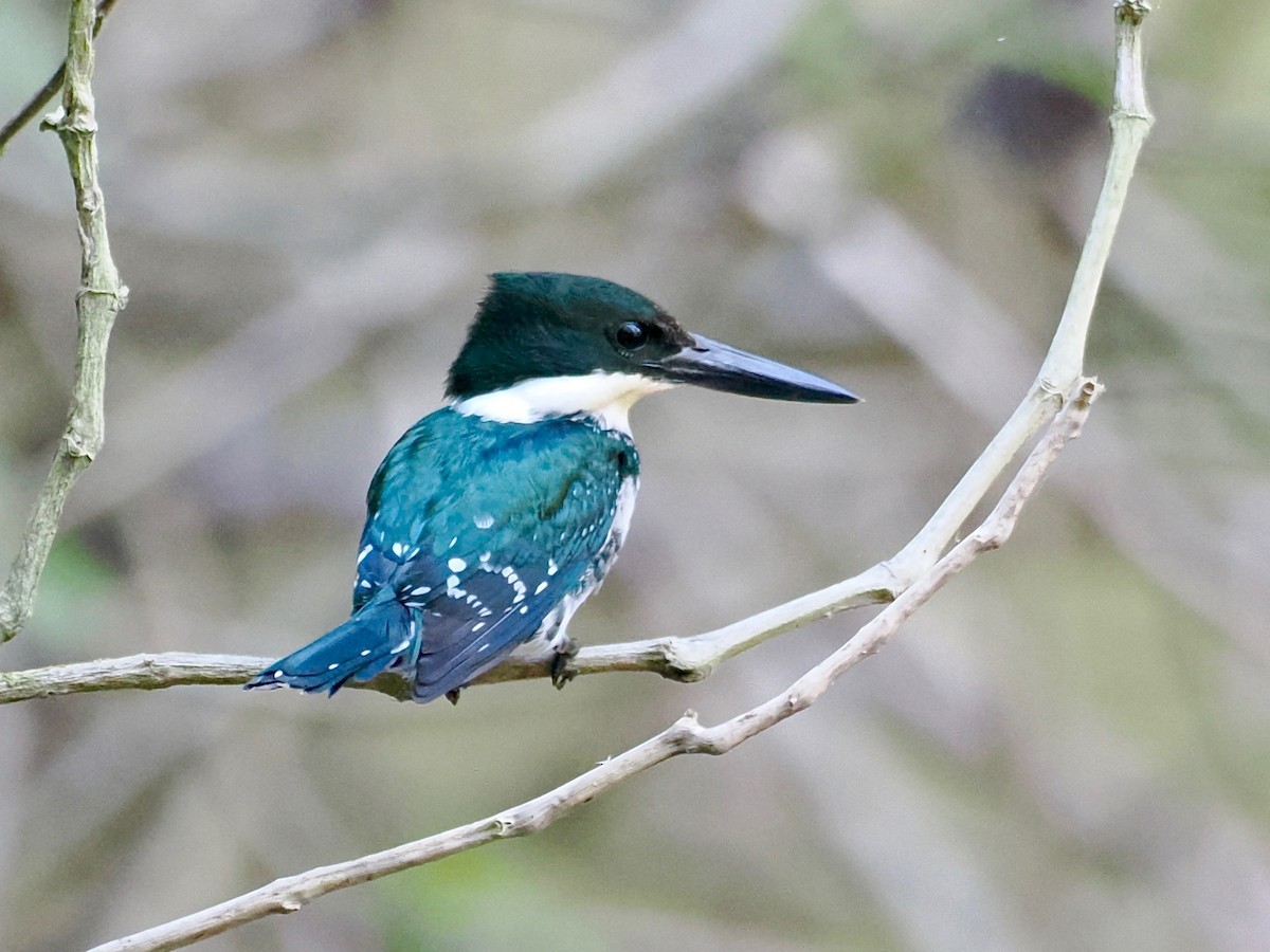 Green Kingfisher - ML543086361