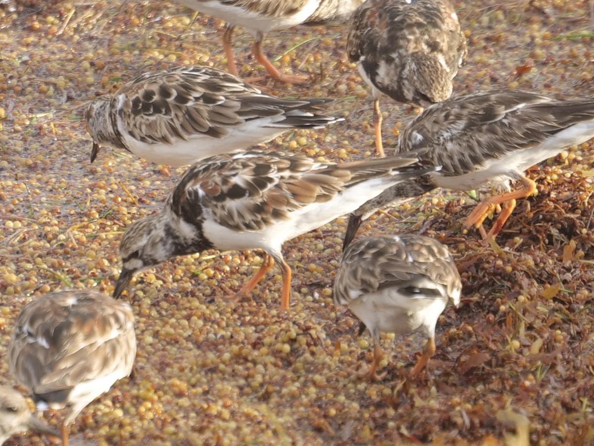 Ruddy Turnstone - ML543086781