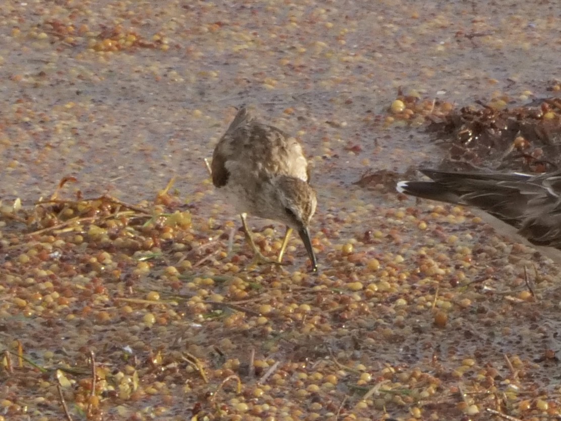 Least Sandpiper - ML543086921