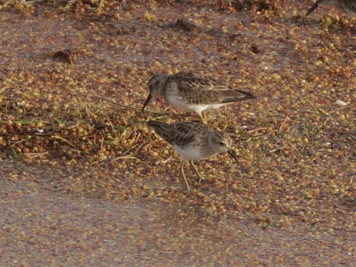 Least Sandpiper - ML543086931