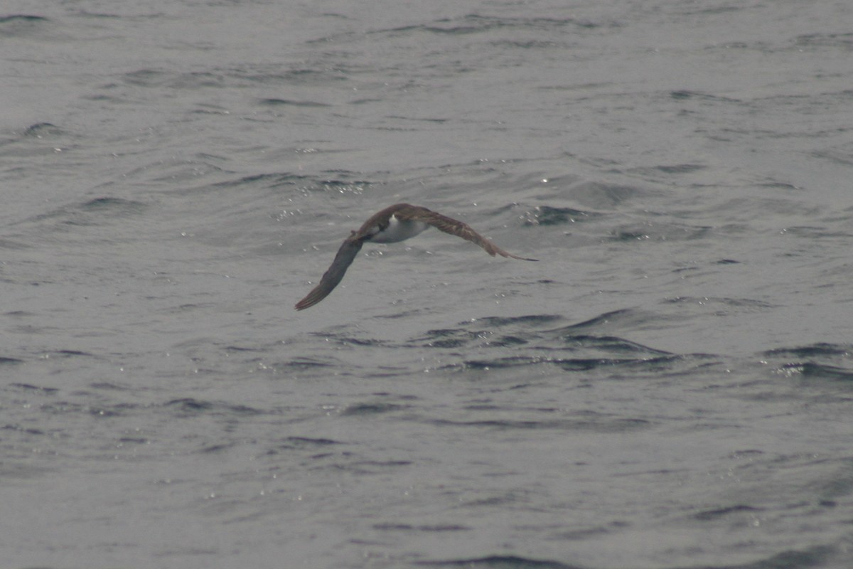 Fluttering Shearwater - ML54308791