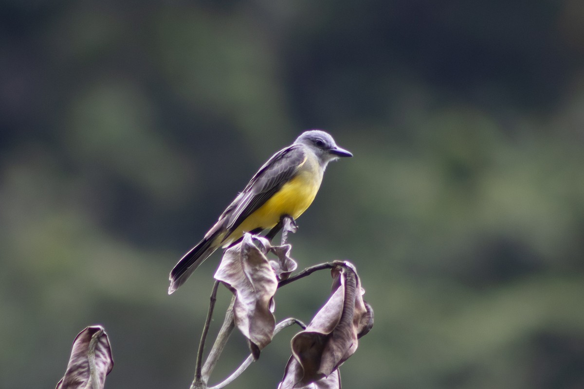 Tropical Kingbird - ML543088221