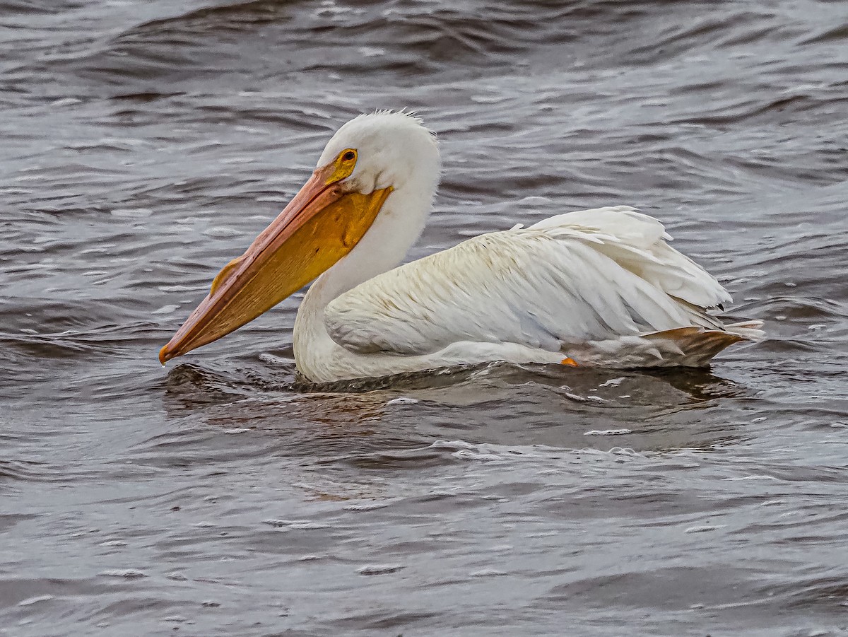 American White Pelican - ML543090001