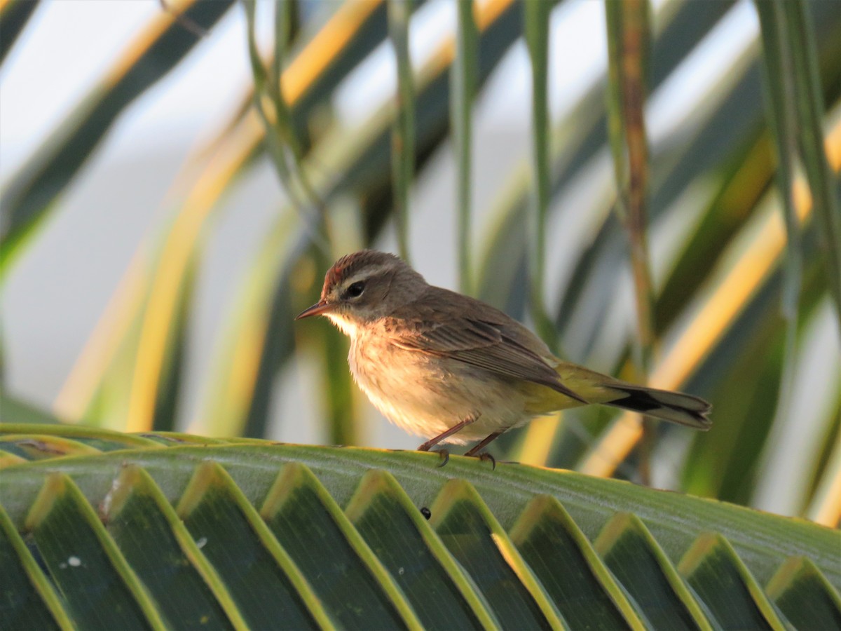 Palm Warbler - The Rowes