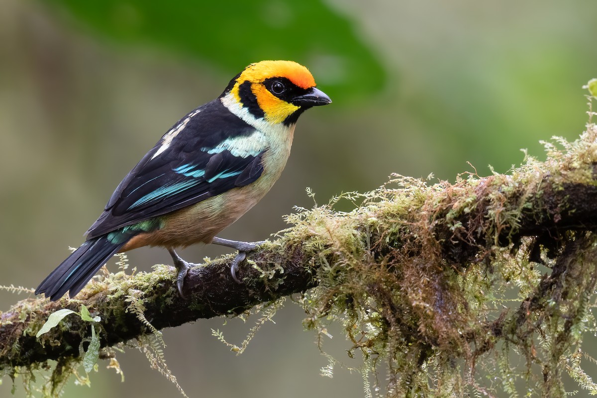 Flame-faced Tanager (Yellow-faced) - Ben  Lucking