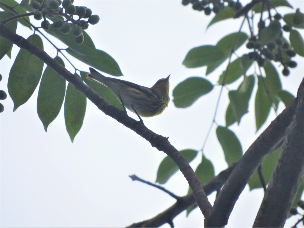 Cape May Warbler - The Rowes