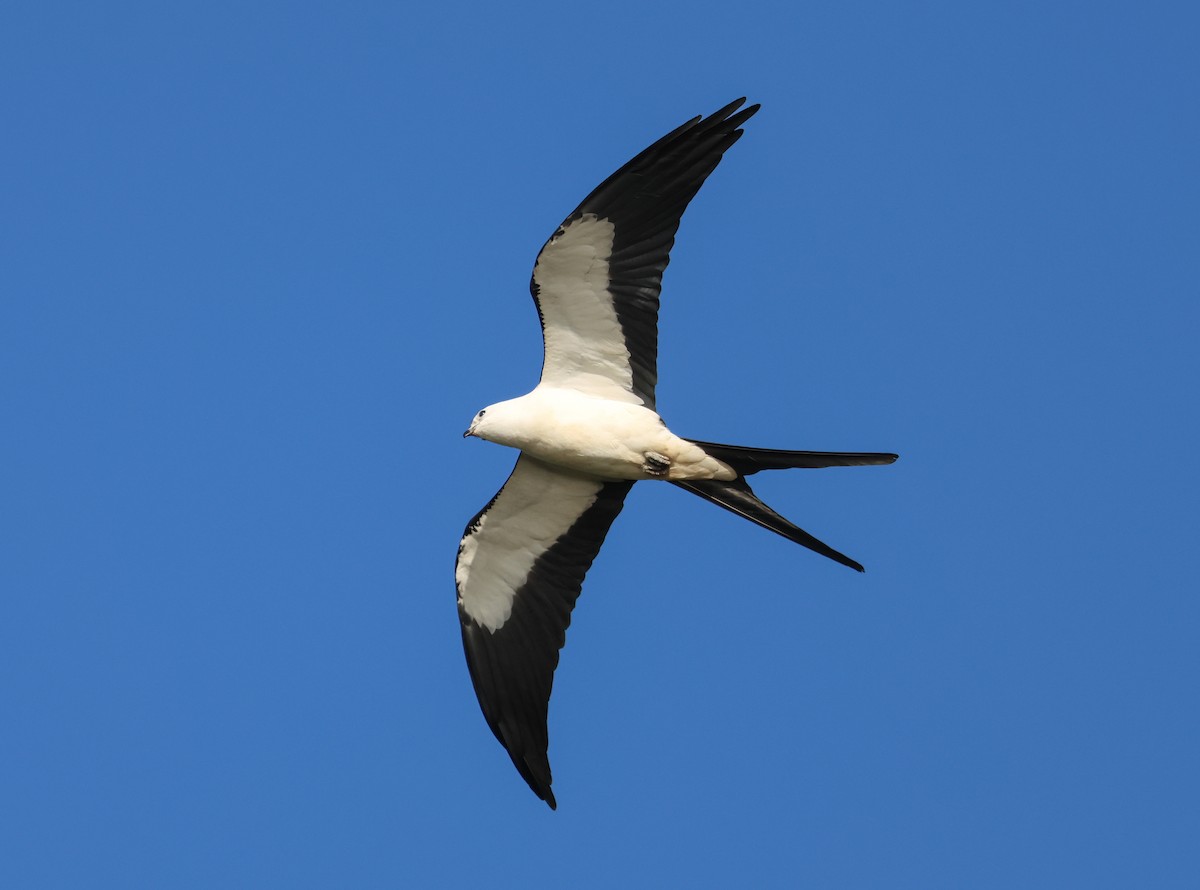 Swallow-tailed Kite - ML543093341