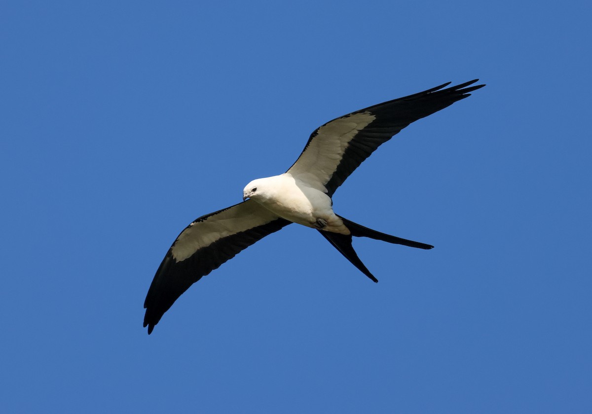 Swallow-tailed Kite - ML543093351