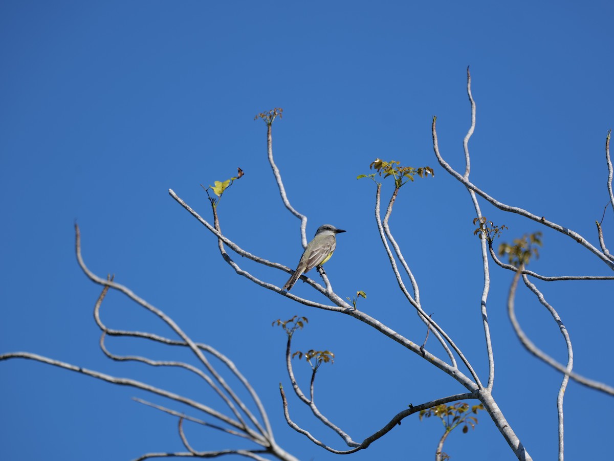 Tropical Kingbird - ML543093541