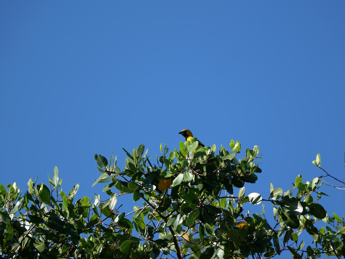 Yellow-tailed Oriole - ML543093761