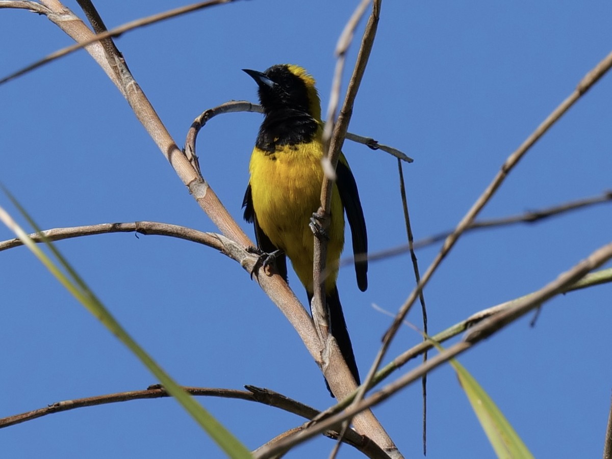 Black-cowled Oriole - ML543093851