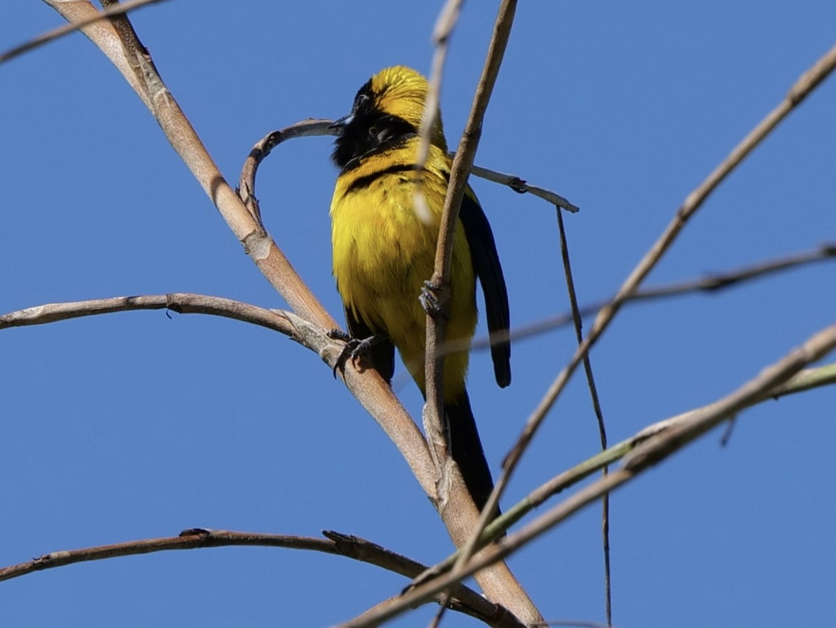 Black-cowled Oriole - ML543093861