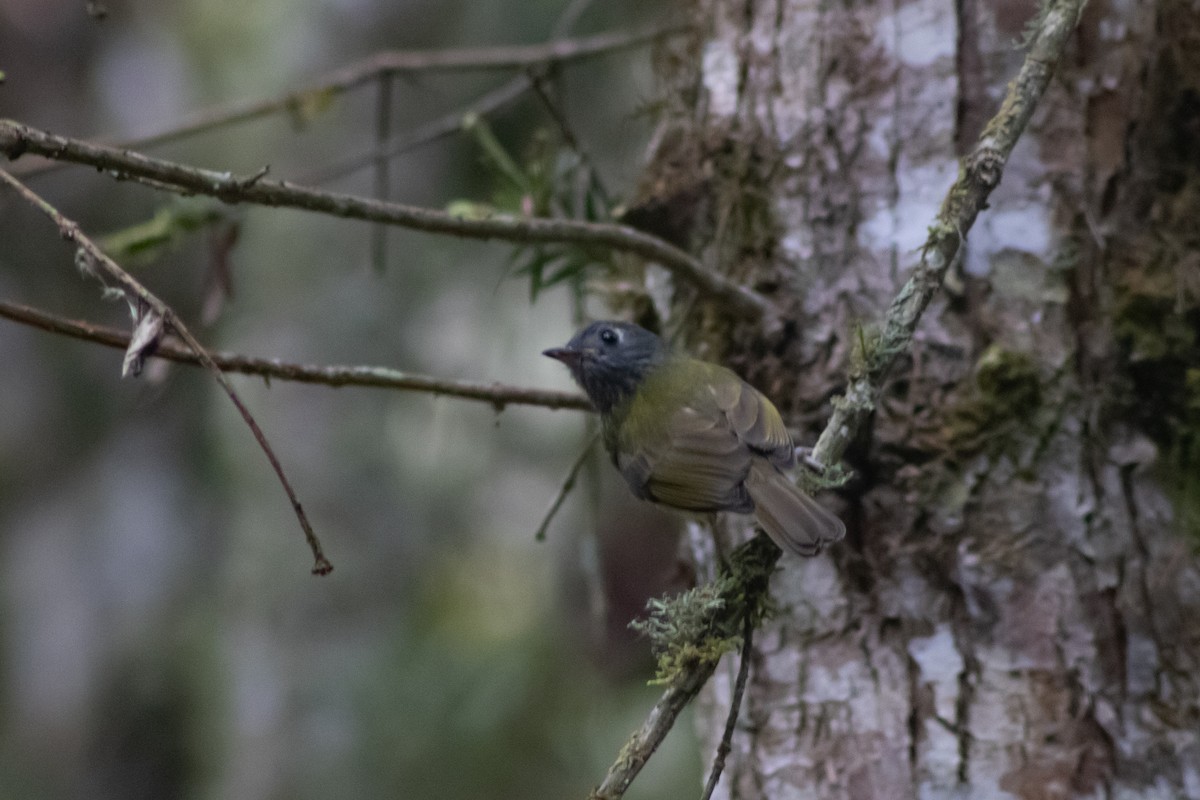 Streak-necked Flycatcher - ML543094131