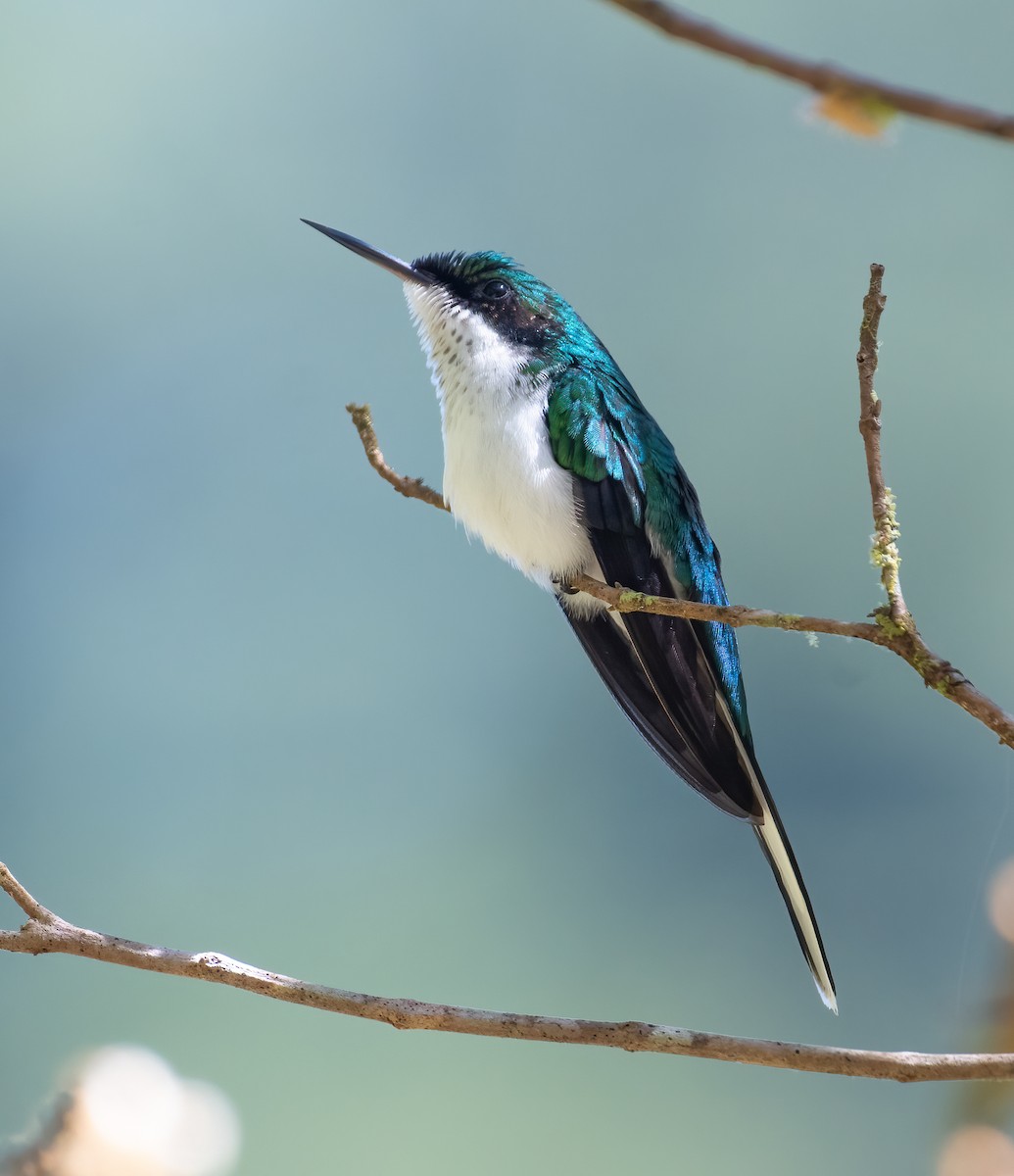 Purple-crowned Fairy - Kevin Wilson