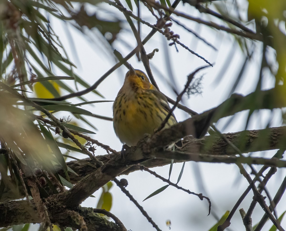 Cape May Warbler - ML543094551