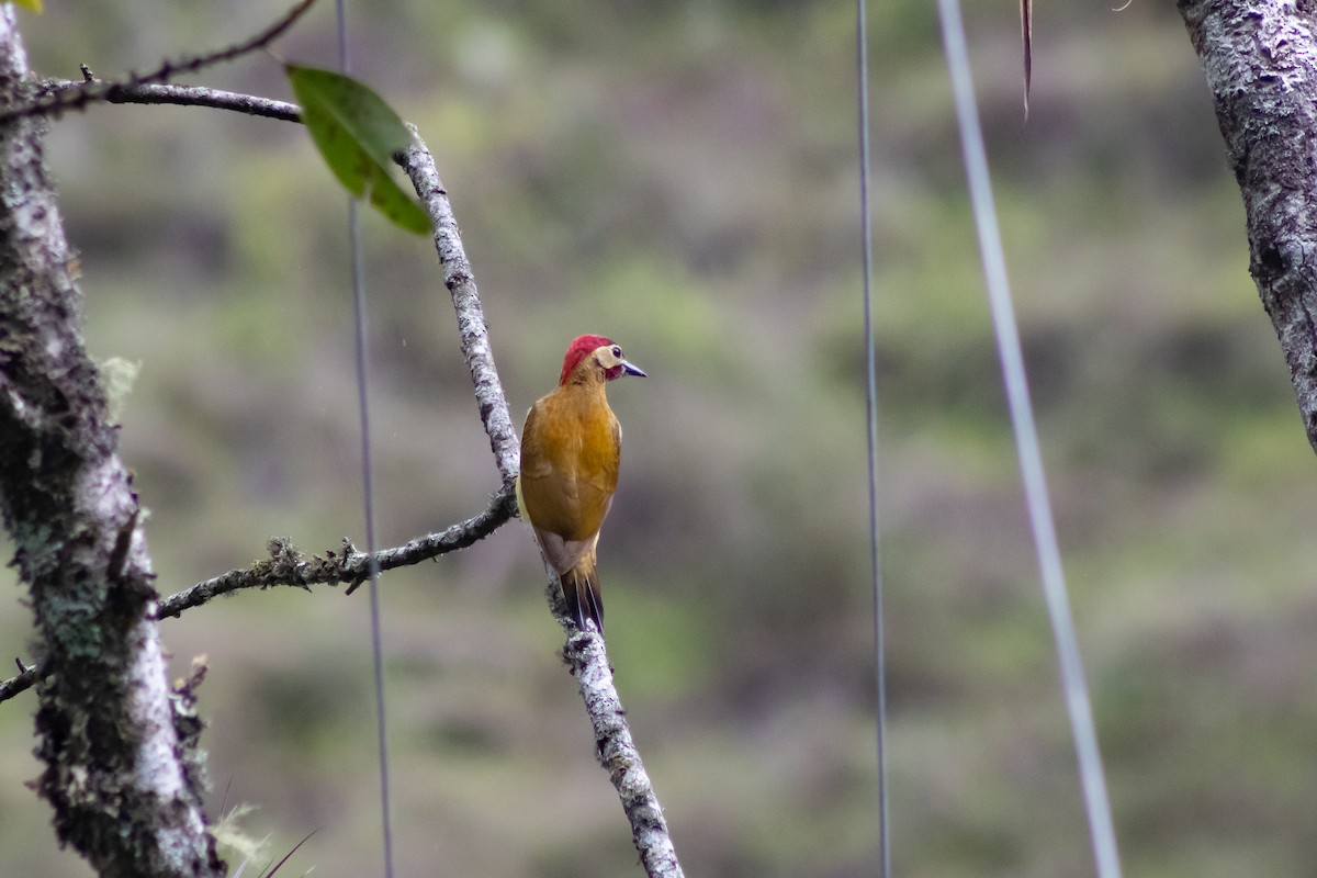 Golden-olive Woodpecker - ML543094811