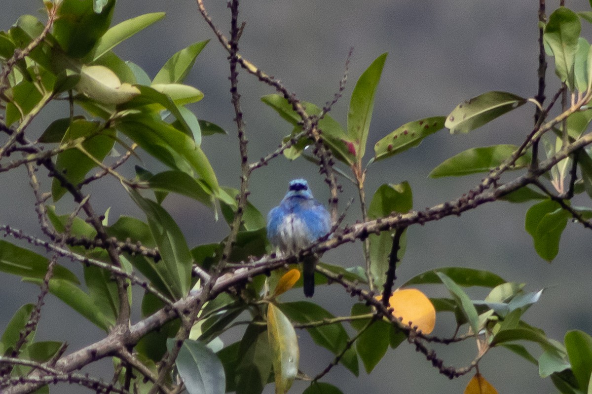 Golden-naped Tanager - ML543095801