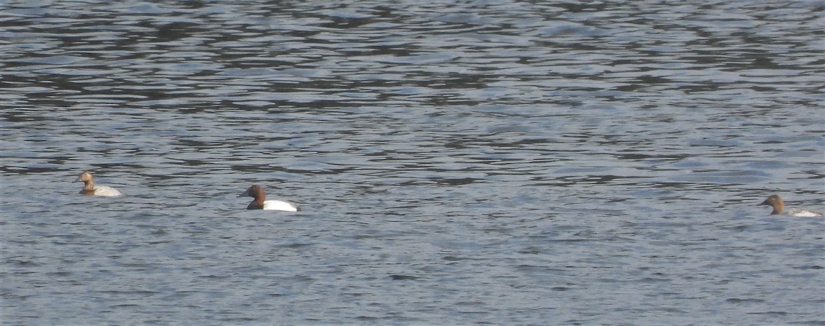 Canvasback - ML543095861