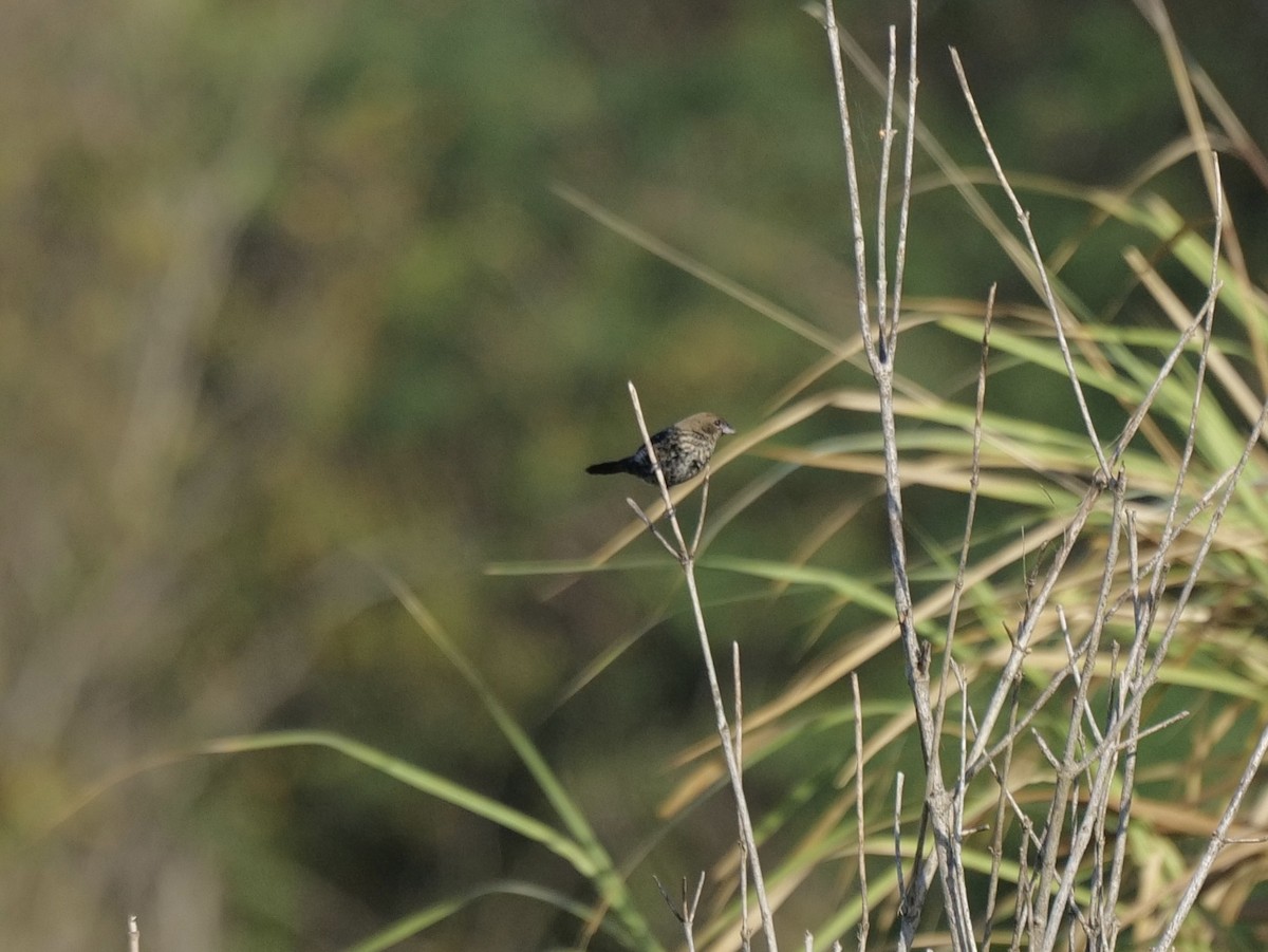 Blue-black Grassquit - Barbara Coll