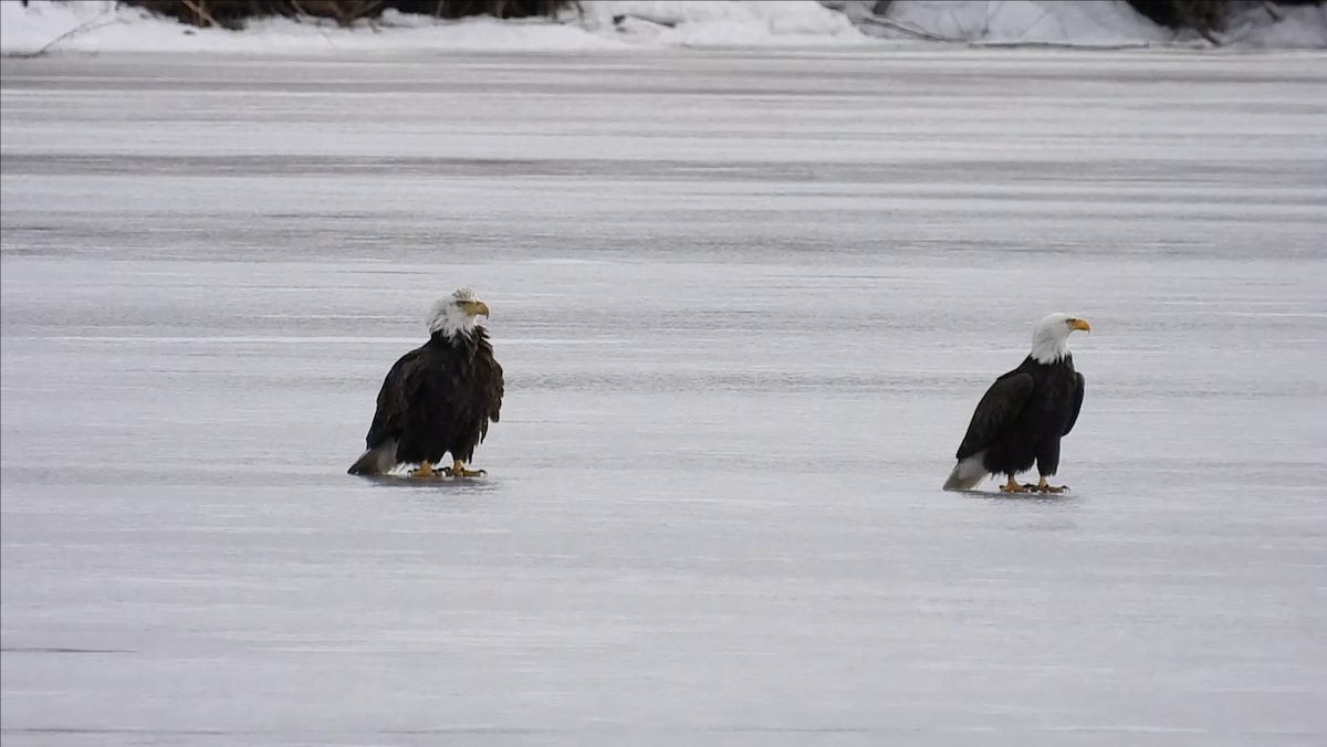 Bald Eagle - ML543098901