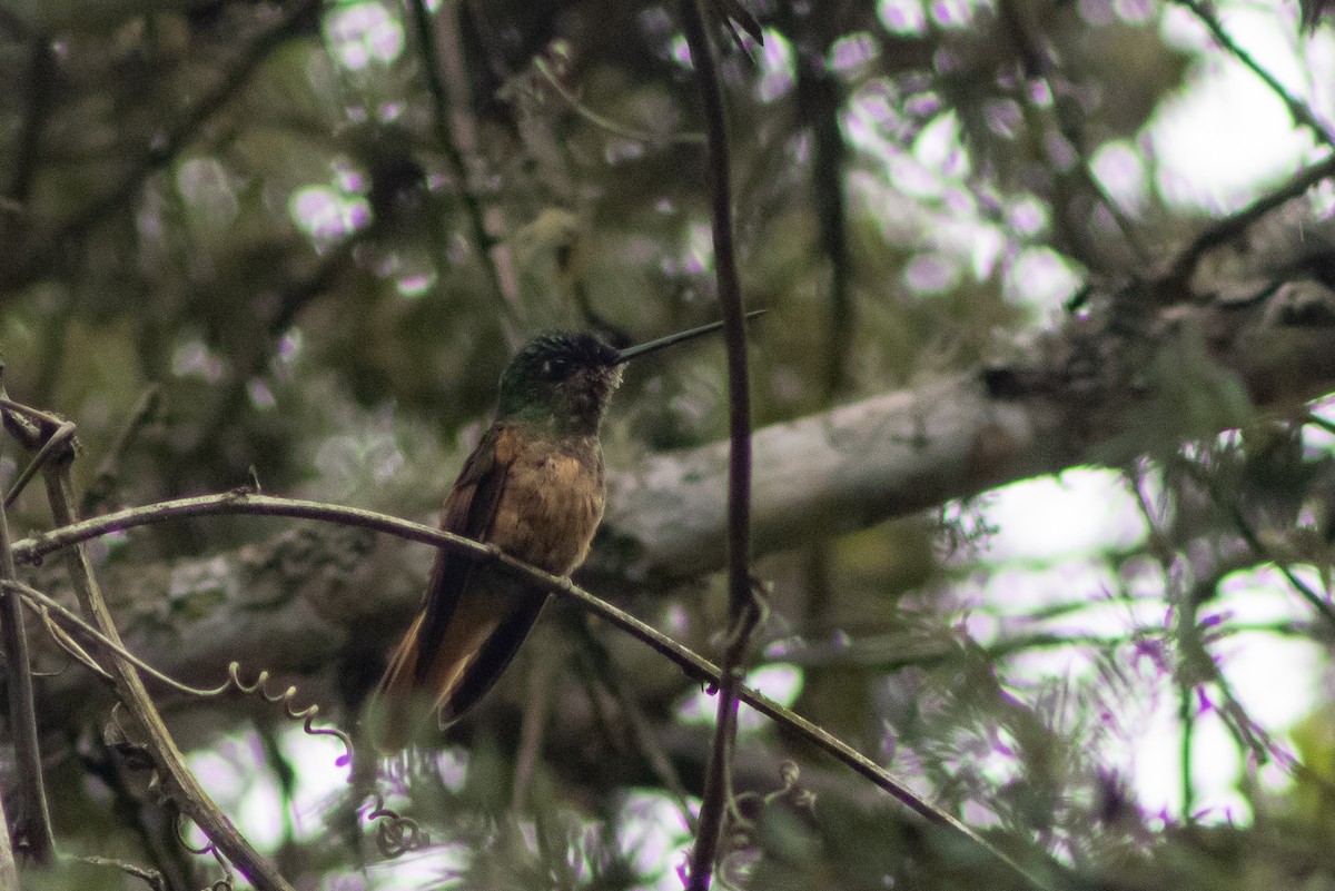 Violet-throated Starfrontlet - ML543099131
