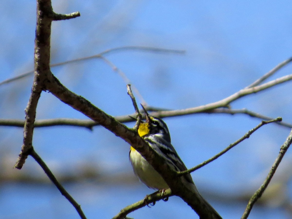 Goldkehl-Waldsänger - ML54309961