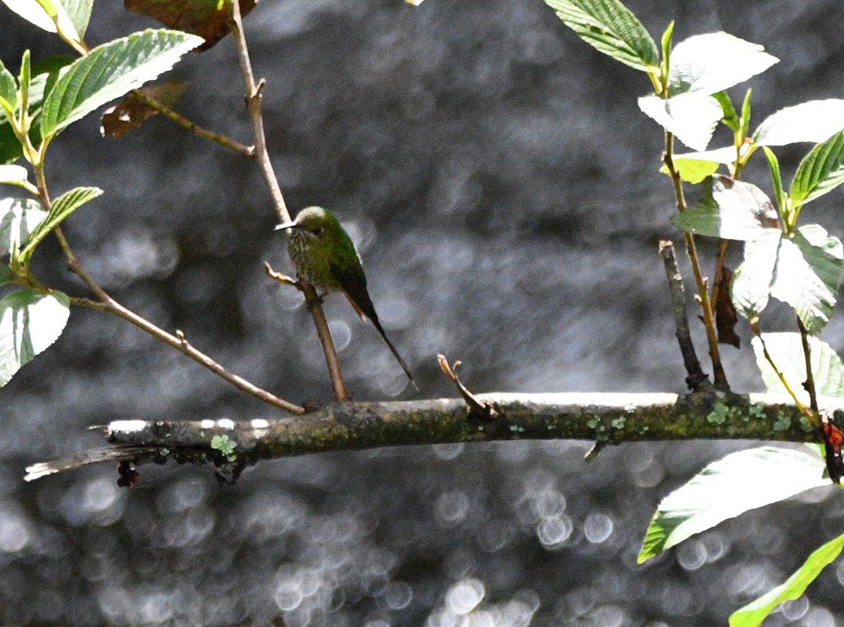 Yeşil Kuyruklu Kolibri - ML543099701