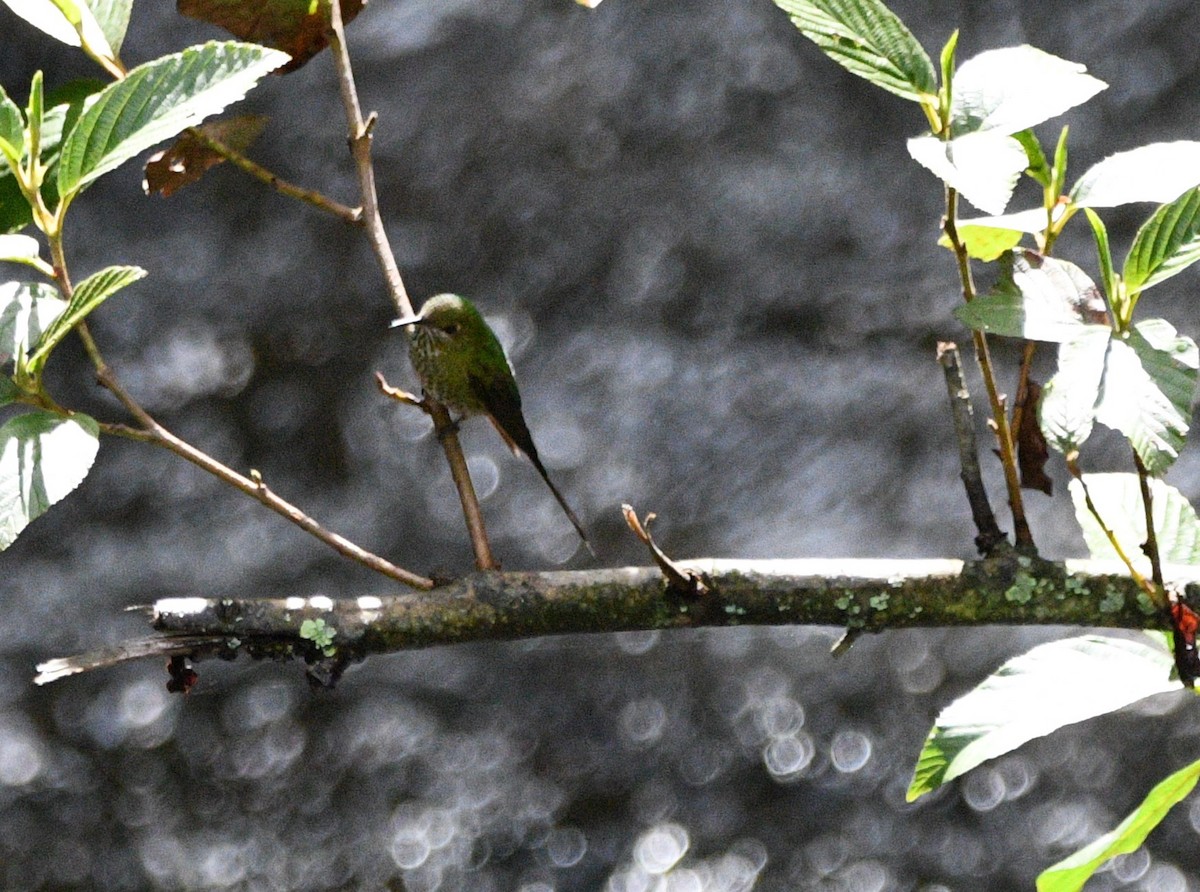 Green-tailed Trainbearer - ML543099701