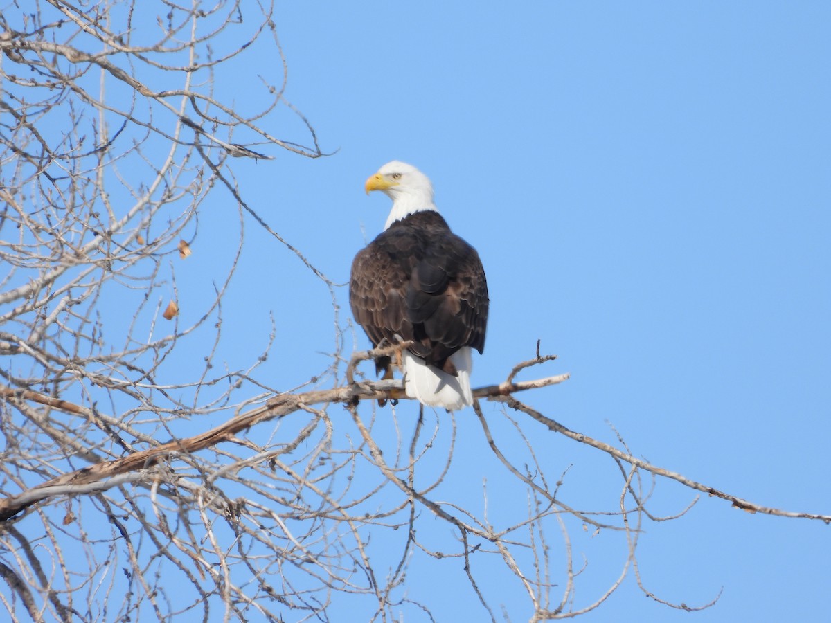 Bald Eagle - ML543099941