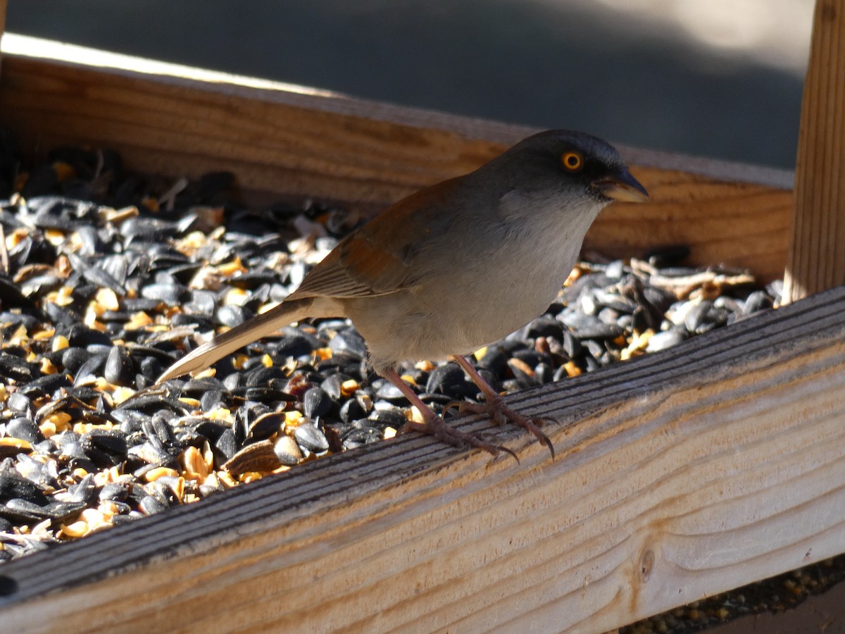 Yellow-eyed Junco - ML543100181