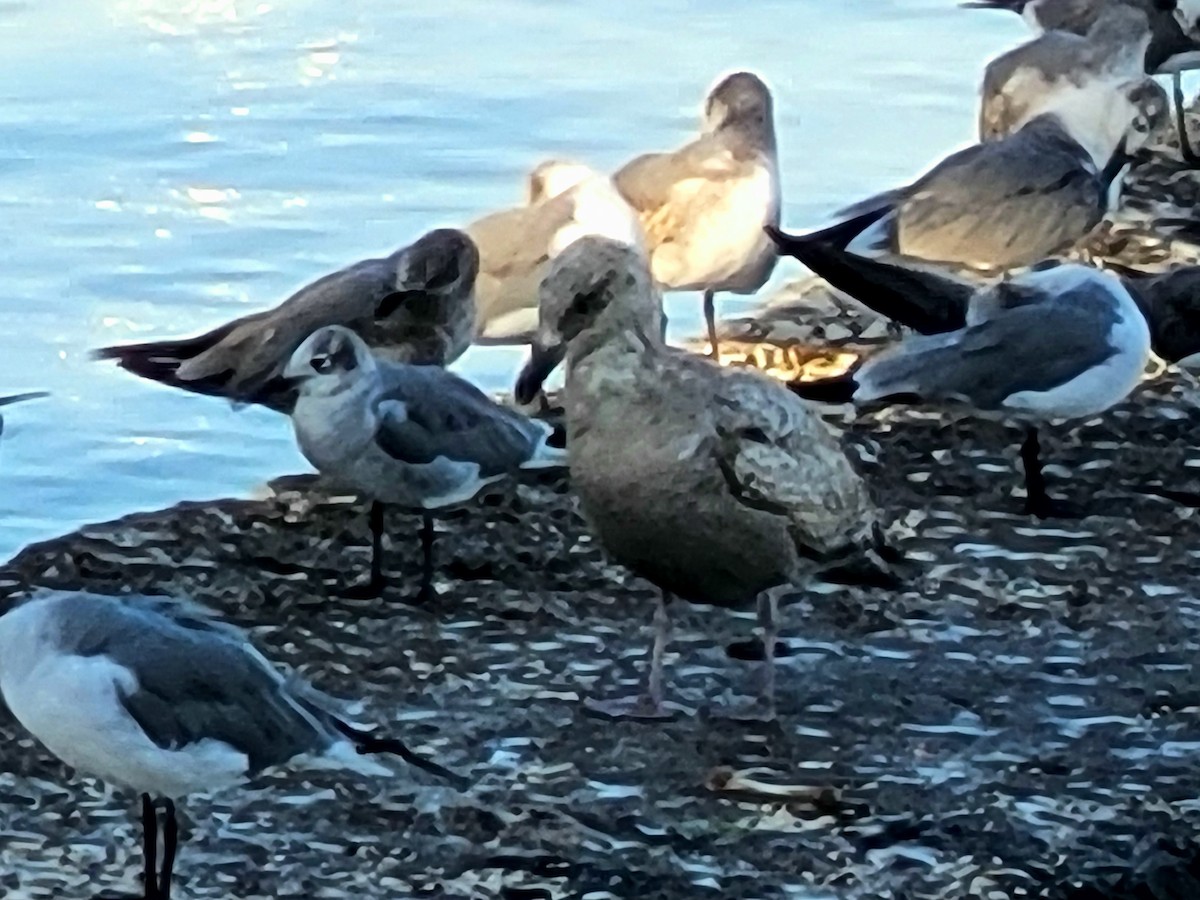 Herring Gull - ML543100251