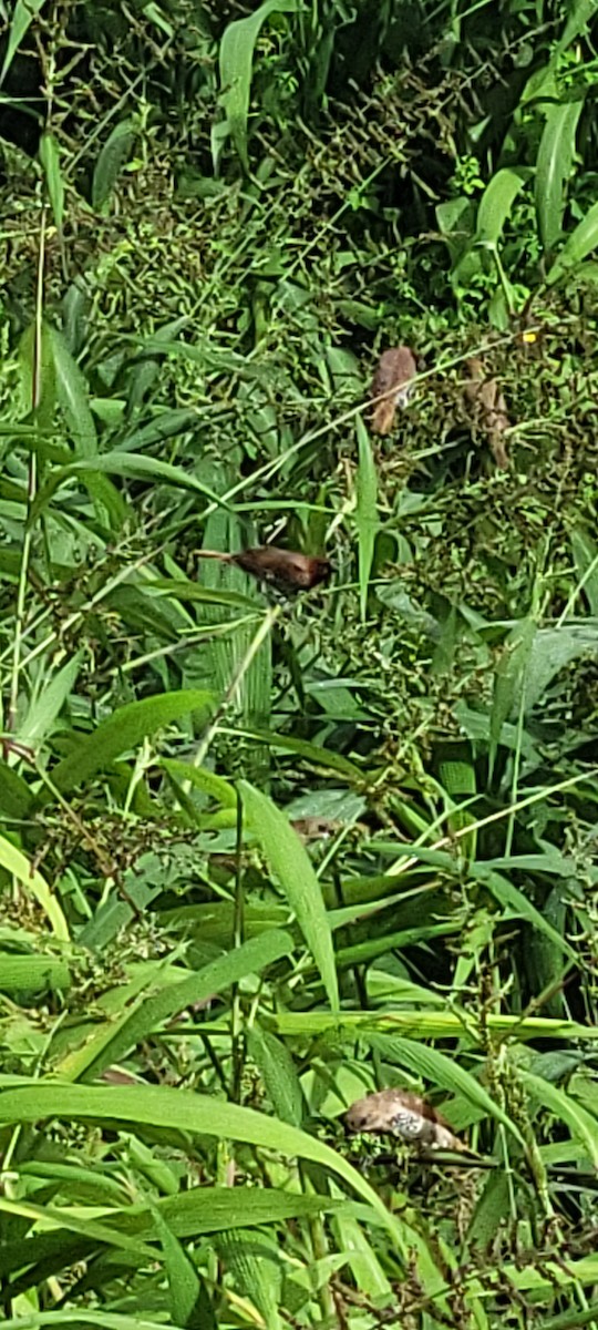 Scaly-breasted Munia - ML543101231