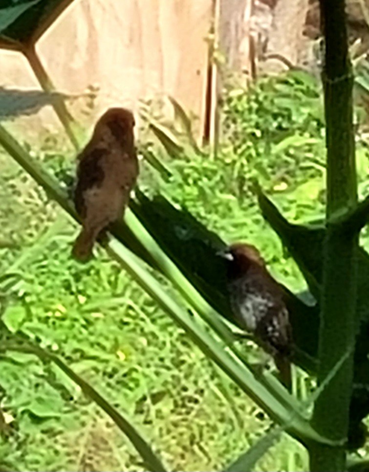 Scaly-breasted Munia - ML543101241