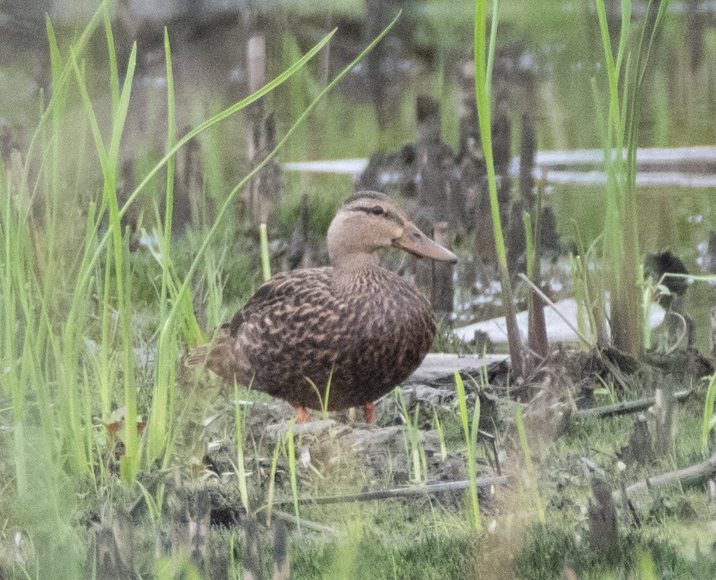 Mottled Duck - Tu Wren